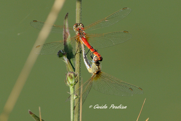 Sympetrum fonscolombii in ....